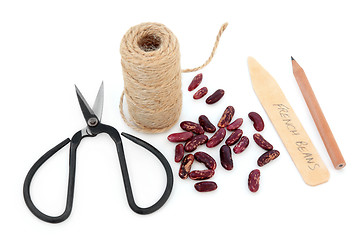 Image showing Sowing French Bean Seeds