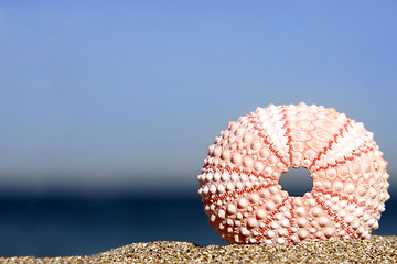 Image showing Sea Urchin