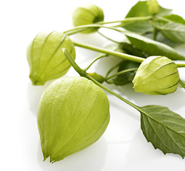 Image showing Tomatillo 