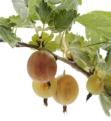 Image showing Gooseberries  On A Bush