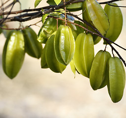 Image showing Carambola Or Starfruit