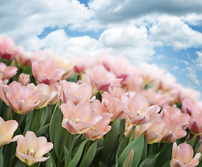 Image showing Pink Tulips