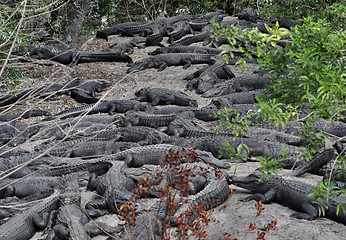 Image showing Alligators Resting