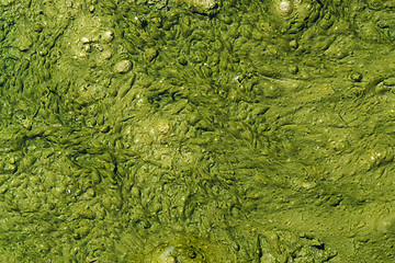 Image showing green slime with small bubbles