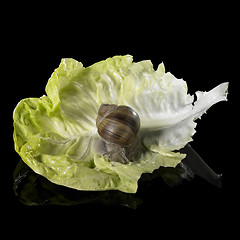 Image showing Grapevine snail on fresh green lettuce leaf