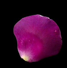 Image showing violet rose petal