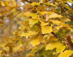 Image showing orange brown autumn leaves