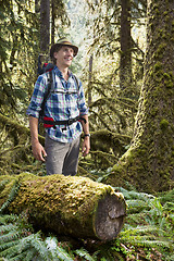 Image showing Hiker in temperate rainforest