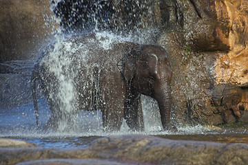 Image showing Elephant shower