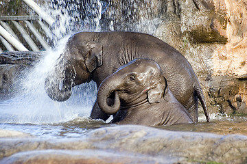 Image showing Elephant shower