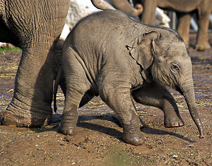 Image showing Baby elephant