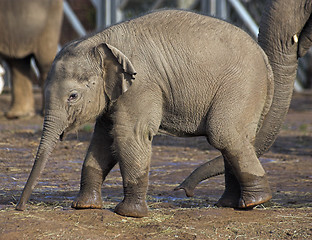 Image showing Baby elephant