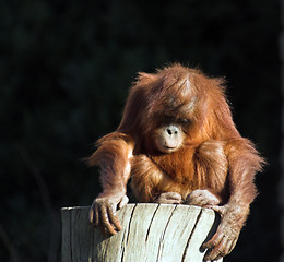 Image showing Baby orang utan