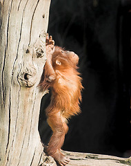 Image showing Baby orang