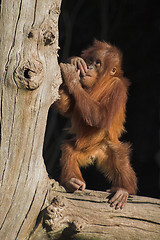 Image showing Baby orang utan