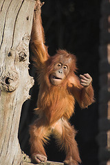 Image showing Baby orang