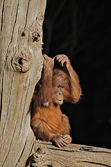 Image showing Baby orang utan