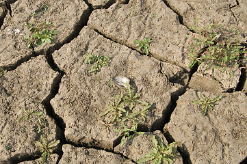 Image showing dried up earth