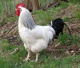 Image showing Rooster