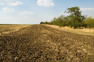 Image showing field and trees