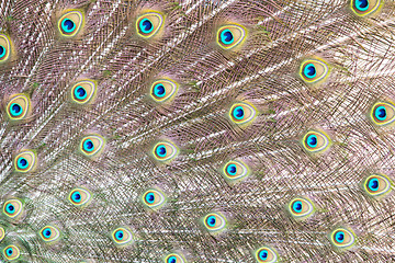 Image showing Peacock feathers background