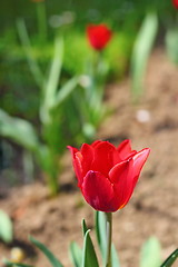 Image showing beautiful red tulip 