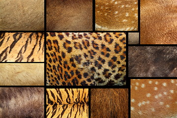 Image showing collection of textured - animal fur