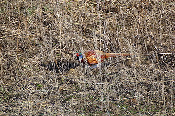 Image showing colorful pheasant male