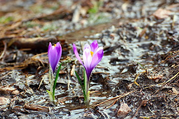 Image showing crocus growing near the spring