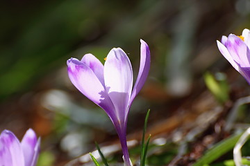 Image showing crocus sativus in the forest