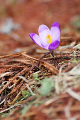 Image showing detail of a crocus