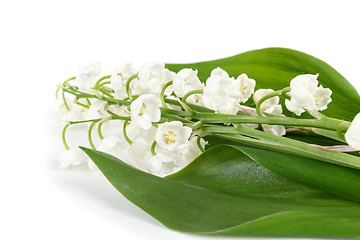 Image showing Blooming Lily of the valley