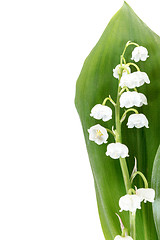 Image showing Blooming Lily of the valley