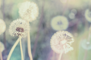 Image showing close up of Dandelion with abstract color