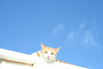 Image showing Cat looking from wall