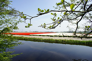 Image showing Holland tulip fields