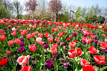 Image showing Holland tulips