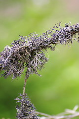 Image showing detail of a lichen