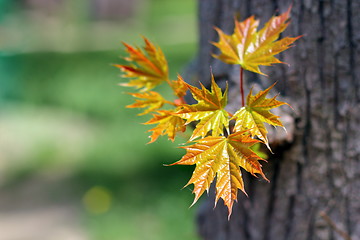 Image showing fresh maple leaves