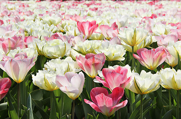 Image showing Holland tulip fields