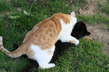 Image showing Cats playing with eachother