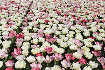 Image showing Tulip field