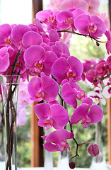 Image showing Beautiful pink and violet orchids