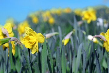 Image showing group of yellow narcissus