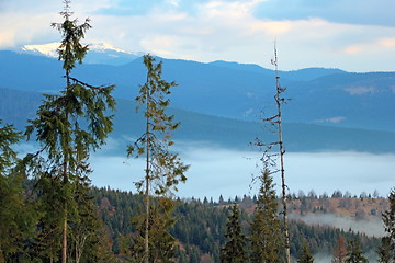 Image showing morning over the forest