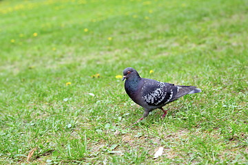 Image showing pigeon in the grass