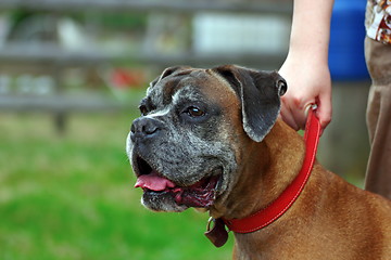 Image showing portrait of a boxer breed