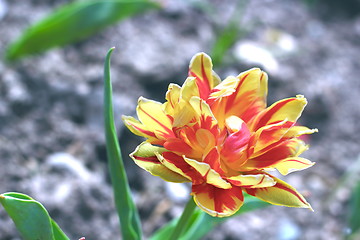 Image showing red and yellow tulip