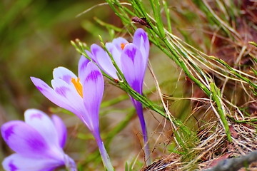 Image showing spring purple crocus sativus