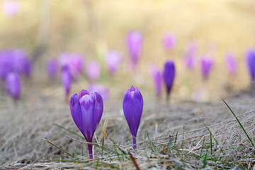 Image showing spring crocus wild flowers
